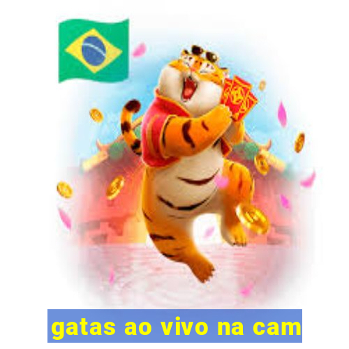 gatas ao vivo na cam