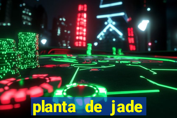 planta de jade significado espiritual