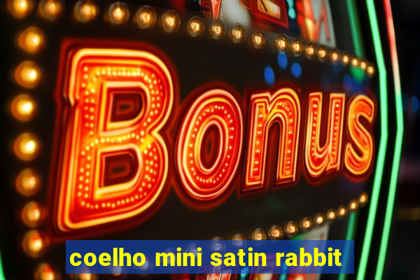 coelho mini satin rabbit