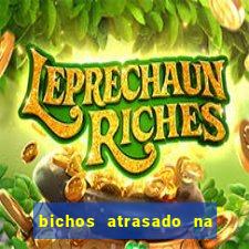 bichos atrasado na loteria dos sonhos